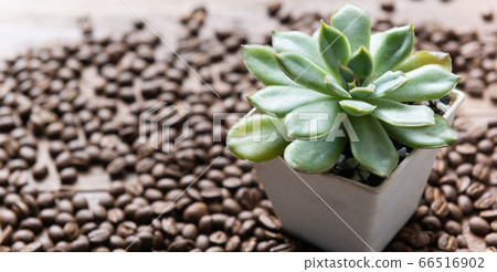 Succulent plants in vintage white pot and roasted 66516902