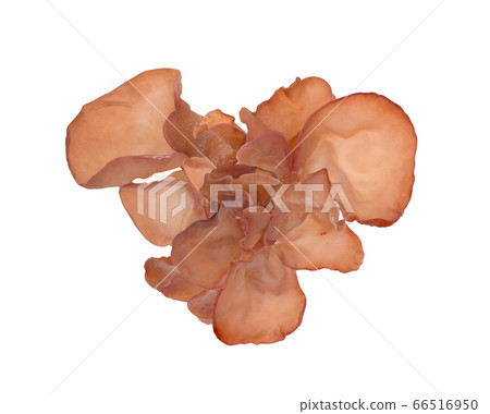 Jew's ear, Wood ear, Jelly ear isolated on white 66516950