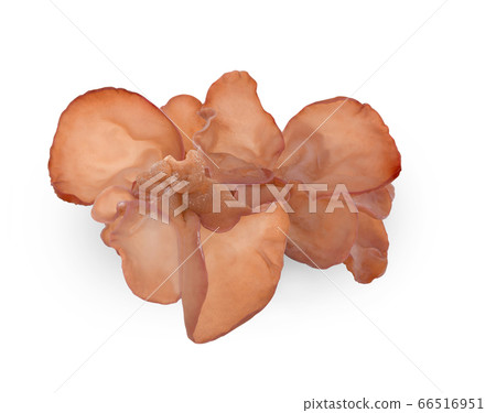 Jew's ear, Wood ear, Jelly ear isolated on white Jew's ear, Wood ear, Jelly ear isolated on white 66516951