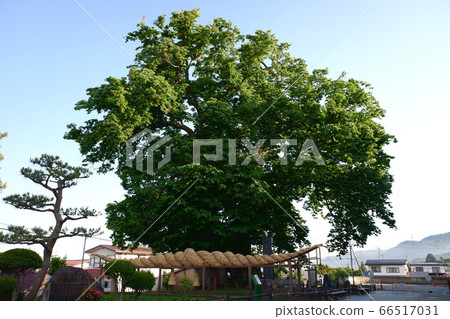 Yamagata Higashine of Keyaki 66517031