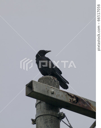 A look back at the crow on the telephone pole and the cloudy sky A look back at the crow on the telephone pole and the cloudy sky 66517056