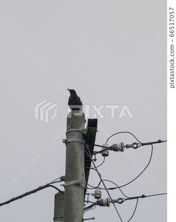 烏鴉在電線桿和多雲的天空 66517057