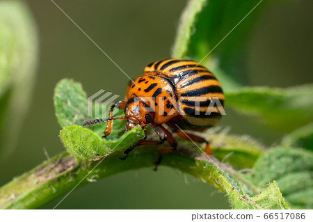 Potato bugs on foliage of potato in nature, natural background, macro image 66517086