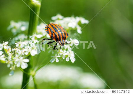 Striped black and orange beetle Graphosoma 66517542