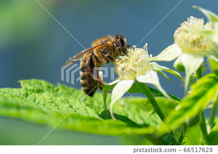 Bumble bee collecting pollen in the summer sunshine 66517628