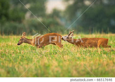 Courtship of male and female roe deer in pairing season Courtship of male and female roe deer in pairing season 66517646