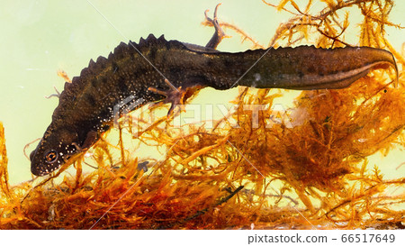 Male danube crested newt hiding between water grass on bottom of river 66517649