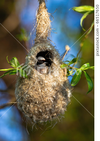 European penduline tit hiding in nest and peeking out through entrance hole 66517650