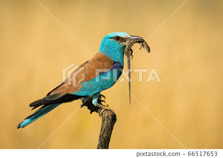 european roller siting still with reptile in beak from side view european roller siting still with reptile in beak from side view 66517653