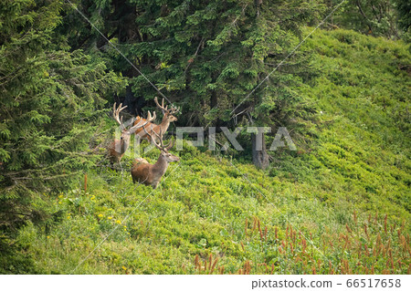 Herd of several red deer stags with growing antlers in summer mountains Herd of several red deer stags with growing antlers in summer mountains 66517658