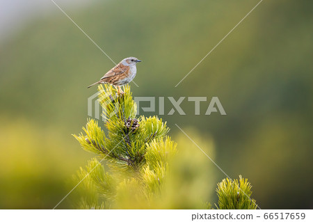 Dunnock sitting on top of scrub branch with green needles in summer nature Dunnock sitting on top of scrub branch with green needles in summer nature 66517659