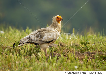 Egyptian vulture sitting on the ground in Rhodope Mountains. Egyptian vulture sitting on the ground in Rhodope Mountains. 66517660