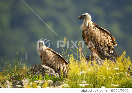 Two griffon vultures resting on rock on edge of mountain peak Two griffon vultures resting on rock on edge of mountain peak 66517661