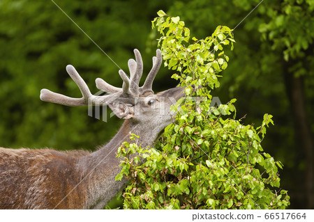 Red deer stag feeding on fresh new leafs of little tree in summer nature Red deer stag feeding on fresh new leafs of little tree in summer nature 66517664