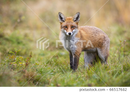Gentle red fox looking into camera in autumn nature Gentle red fox looking into camera in autumn nature 66517682