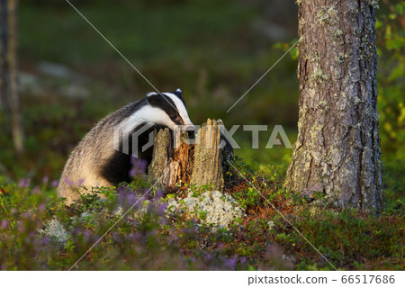 European badger sniffing tree stump with nose and looking for food in summer European badger sniffing tree stump with nose and looking for food in summer 66517686