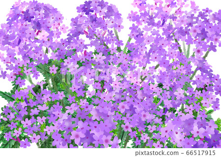 Verbena (Beautiful cherry tree) Purple Verbena (Beautiful cherry tree) Purple 66517915
