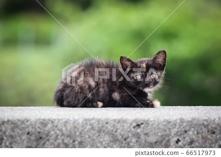 生鏽的小貓（流浪貓）坐在防波堤上 66517973