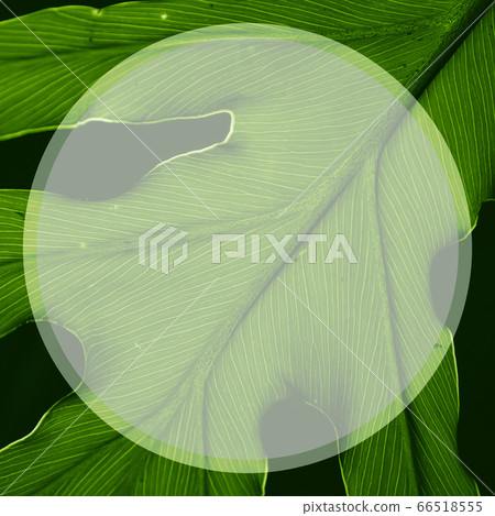 Tropical green leaf with lines along the leaf in a 66518555