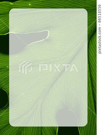 Tropical green leaf with lines along the leaf in a 66518556