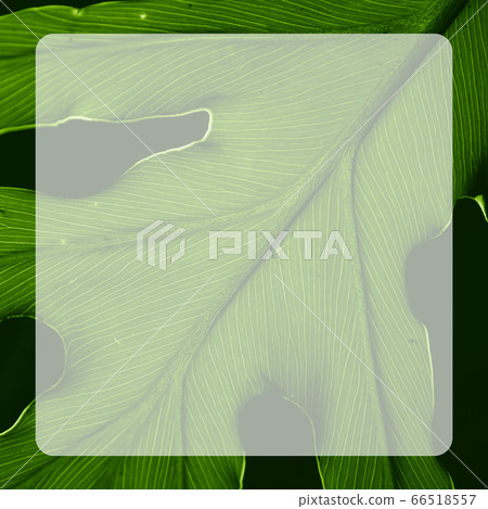 Tropical green leaf with lines along the leaf in a Tropical green leaf with lines along the leaf in a 66518557