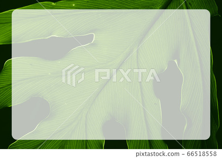 Tropical green leaf with lines along the leaf in a Tropical green leaf with lines along the leaf in a 66518558