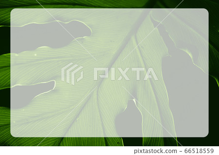 Tropical green leaf with lines along the leaf in a Tropical green leaf with lines along the leaf in a 66518559