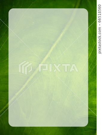 Tropical green leaf with lines along the leaf in a Tropical green leaf with lines along the leaf in a 66518560