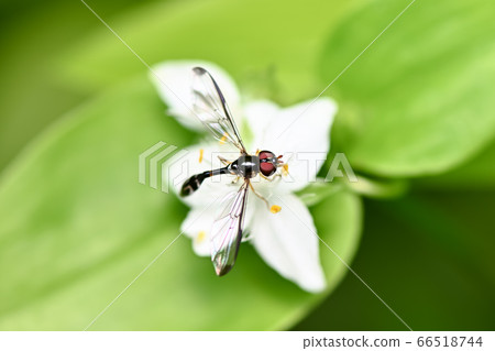 黑白傻瓜翱翔 66518744