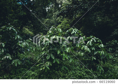 Close-Up Of  Dark green leaves 66519060