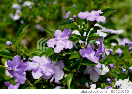 American Jasmine American Jasmine 66521070