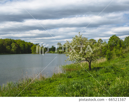 landscape with a lonely flowering tree by the lake landscape with a lonely flowering tree by the lake 66521387