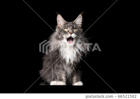maine coon cat maine coon cat 66521502