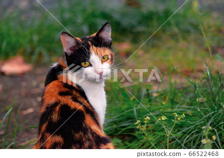 curious calico cat sitting outside. predator in 66522468