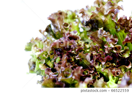 sunny lettuce sunny lettuce 66522559