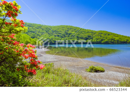 杜鵑花和初夏赤木大沼 66523344