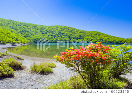 大沼盛開的山杜鵑花 大沼盛開的山杜鵑花 66523346