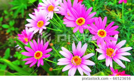 瑪格麗特花 66523656