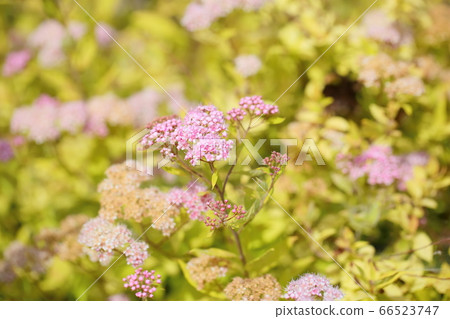 Simopocillium花 66523747