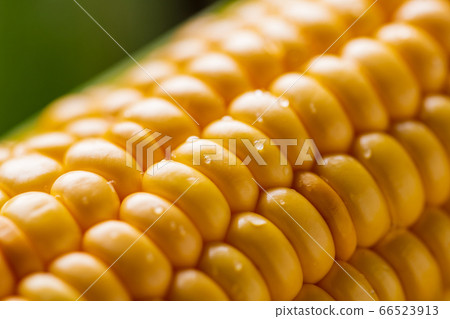 玉米 玉蜀黍 圓筒 66523913