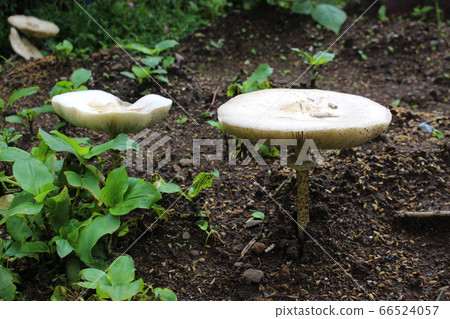 White big mushroom White big mushroom 66524057