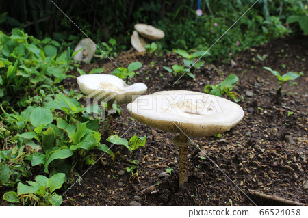 White big mushroom 66524058
