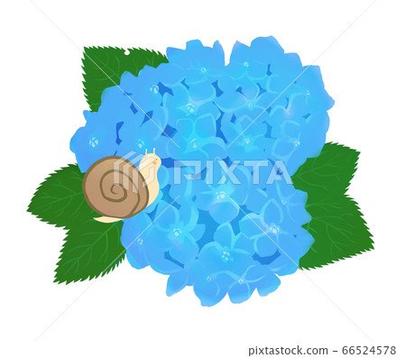 淡藍色繡球與蝸牛 淡藍色繡球與蝸牛 66524578