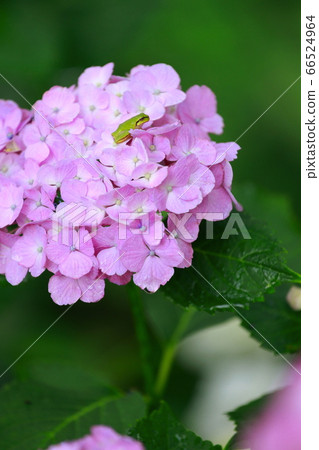 一隻青蛙 66524964