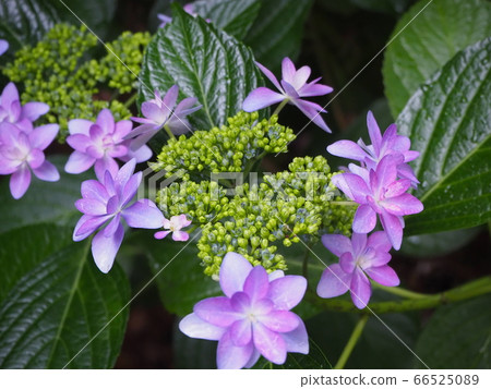 繡球 繡球 66525089