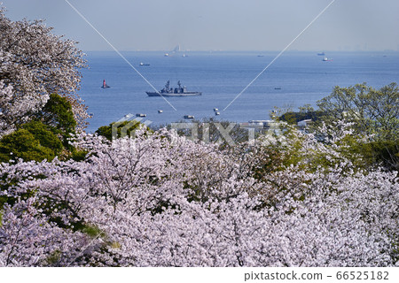 Sakura and destroyer [Kanagawa Prefectural Tsukayama Park] Ship focus 66525182