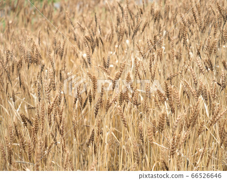Fruit wheat field 66526646