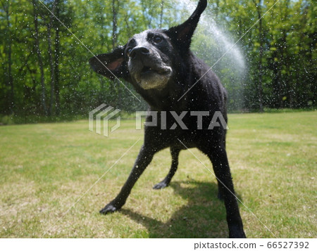 Labrador Labrador 66527392