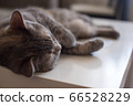 Young cat lies on a table sleeping with his eyes 66528229
