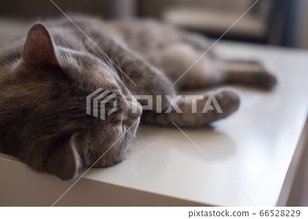 Young cat lies on a table sleeping with his eyes 66528229